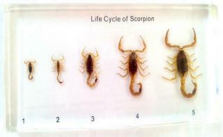 Life Cycle Of Scorpion Specimen Specimens In Clear Lucite Embedding Specimens