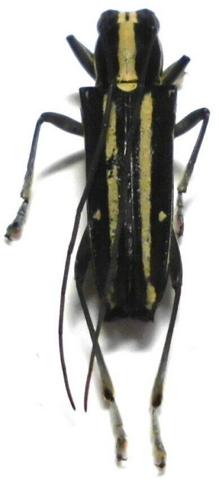 Glenea Species Male 14mm Bb168 Cerambycidae Beetles Palawan