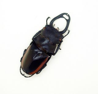 Lucanidae - Stag Beetle - Odontolabis Cuvera Fallaciosa (m) - Form B - Ne Laos