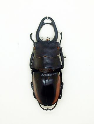 Lucanidae - Stag Beetle - Odontolabis cuvera fallaciosa (m) - Form B - NE Laos 2