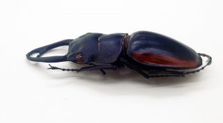 Lucanidae - Stag Beetle - Odontolabis cuvera fallaciosa (m) - Form B - NE Laos 4