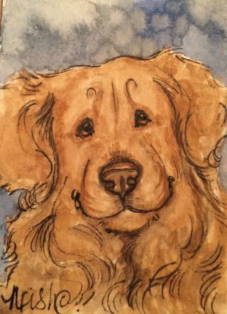 Aceo Golden Retriever Sweet Dog.  An Orgl Waterclr Art By Nfish
