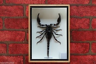 Real Giant Scorpion Taxidermy In Wood Box Frame Insect Home Decoration