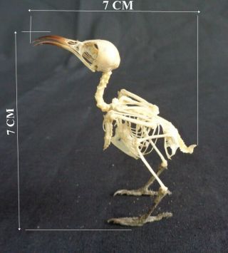Taxidermy: Hummingbirds / Kolibri Skeleton