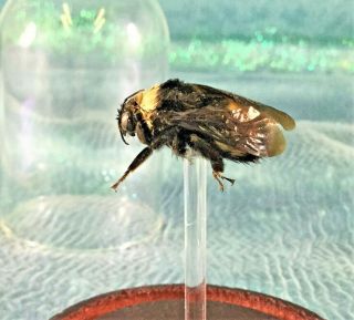 B5a Entomology Taxidermy X - Lg Bumble Bee Glass Dome Display Specimen Collectible