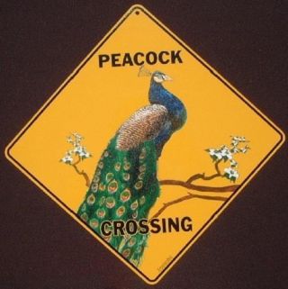 Peacock Crossing Sign 16 1/2 By 16 1/2 Decor Picture Birds Signs Wildlife