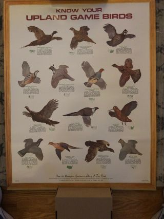 Vintage Remington Poster “ Know Your Upland Game Birds”