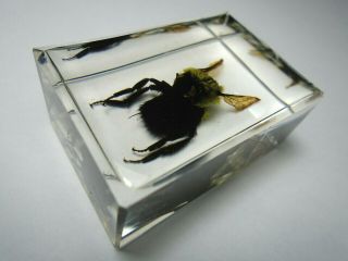Bumblebee Bombus Apidae.  Real Hymenoptera Insect Embedded In Casting Resin.