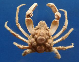 Gems Under The Sea 20047 Spider Crab Oxypleurodon Nodosus,  20 Mm Crab Taxidermy