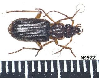 Coleoptera Carabidae Gen.  Sp.  Thailand 11mm