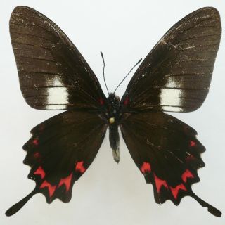 Papilio (mimoides) Lysithous Rurick From Santa Catarina,  Brazil