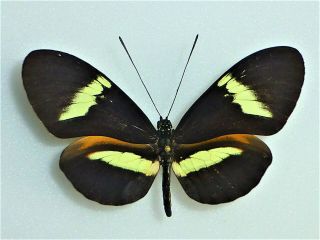 Fantastic Hybrid Heliconius 2 Nymphaliidae Nymphalidae Costa Rica