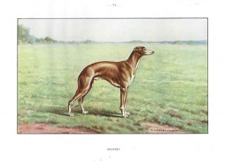 Rare 1930 Art Watercolor Francois Castellan France Dog Portrait Print Whippet