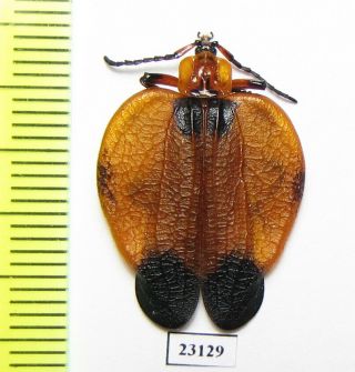 Lycidae Sp. ,  South Africa Rep.