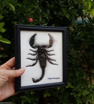 Real Black Scorpion Palamnaeus Insect Bug Taxidermy Framed Wooden Entomology 1