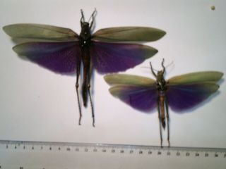 Real Butterfly/insect/moth Set/spread B4761 Rare Purple Titanacris Albipes Pair