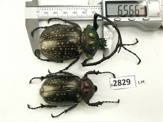 K2829 Unmounted Beetle Euchiridae Cheirotonus 65.  66mm Vietnam Central