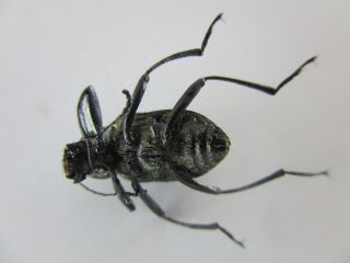 34595.  Unmounted insects: Tenebrionidae?.  North Vietnam 2