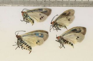 Zygaenidae Zygaeninae Day Flying Moth Tibet 5