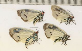 Zygaenidae Zygaeninae Day Flying Moth TIBET 5 2
