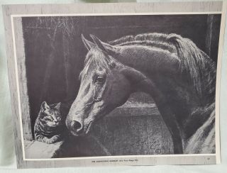Vintage The Godolphin Arabian Horse Cat George Ford Morris 1952 Print Poster