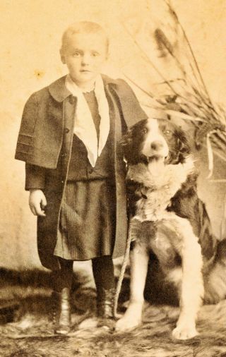 1880 - 1889 Cc Little Boy & Springer Spaniel Dog Kewanee,  Il Cabinet Photograph