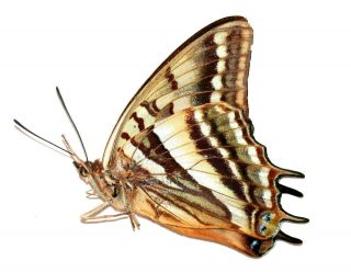 Insect Butterfly Moth Nymphalidae Charaxes Alticola - Rare Female No.  3
