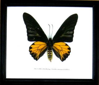 Real Giant Butterfly Golden Birdwing Insect Display Taxidermy In Wood Frame Gift