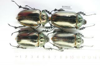 B19068 - Euchirinae Cheirotonus Ps.  Beetles – Insects Ha Giang Vietnam