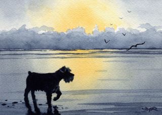Miniature Schnauzer Dog Watercolor 8 X 10 Art Print Signed By Artist Djr