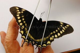 Pterourus Papilio Warscewiczii Mercedes Unmounted A1 Butterfly Large Specimen
