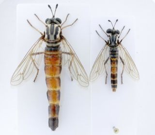 Insects Diptera Mydidae Leptomydas Sardous P