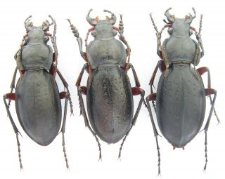 Insect.  Carabidae.  Carabus (trachycarabus) Besseri