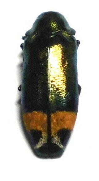 Coraebus Species 10mm Aa27 Buprestidae Beetles