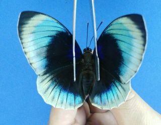 Lepidoptera Charaxinae Agrias Beatifica Sp.  Part Ii,  N° 10 Female From Peru