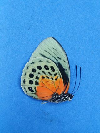 Lepidoptera Charaxinae Agrias Beatifica sp.  Part II,  N° 10 female From Peru 2