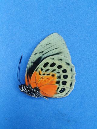 Lepidoptera Charaxinae Agrias Beatifica sp.  Part II,  N° 10 female From Peru 3