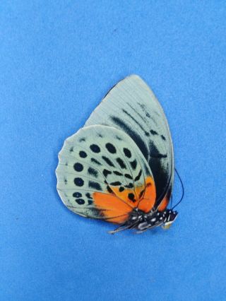 Lepidoptera Charaxinae Agrias Beatifica sp.  Part II,  N° 08 female From Peru 2