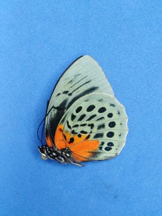 Lepidoptera Charaxinae Agrias Beatifica sp.  Part II,  N° 08 female From Peru 3