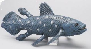 Aiko Mega Series Coelacanth From Japan F/s