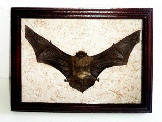 Real Bat In Frame Of Real Wood.  Hand Maade