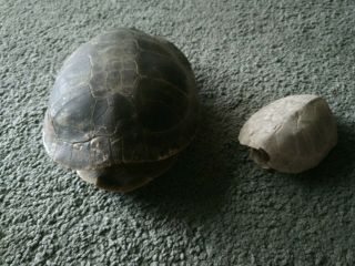 Turtle Shells,  Real Qty 2