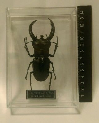 Deagostini (not Kaiyodo) 1:1 Hexarthrius Rhinoceros Beetle Insect Figure (m)