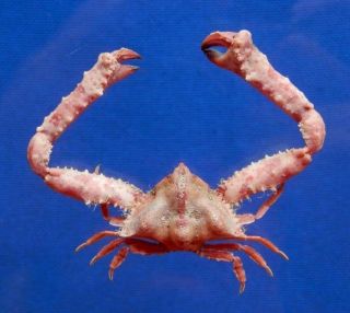 77132 Elbow Crab - Garthambrus Pteromerus,  23 Mm