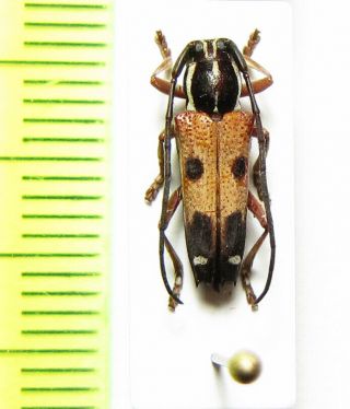 Cerambycidae,  Glenea Leucospila,  Cote D 