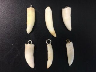 6 Louisiana Alligator Gator Teeth With Fastener.  Authentic.  Ready For Jewelry.
