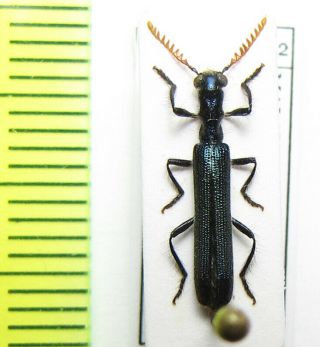 Cleridae,  Cladiscus Sp. ,  Malaysia,  Borneo