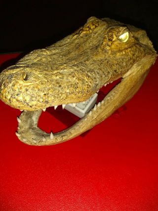 Alligator Head Taxidermy