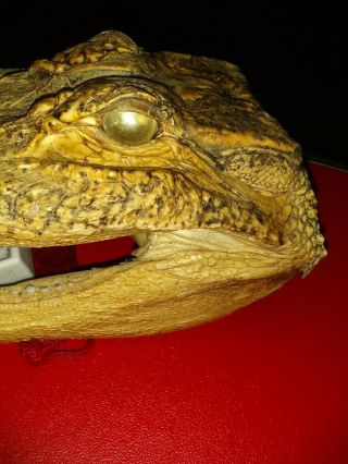 Alligator head taxidermy 3