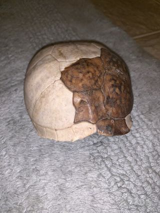 Real Turtle Shell